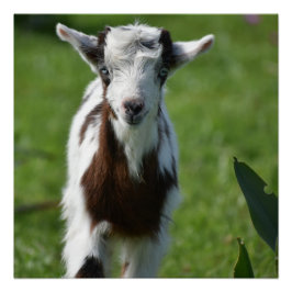 Póster Fotografia do jovem Capô