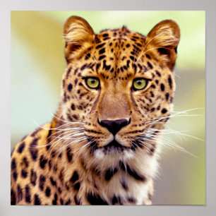 Póster Fotografia do leopardo