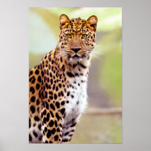 Póster Fotografia do leopardo