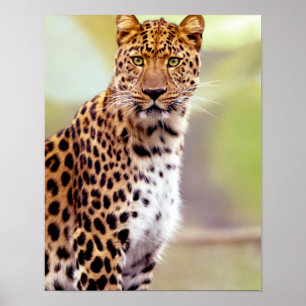 Póster Fotografia do leopardo