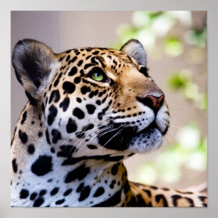 Poster Fotografia do leopardo