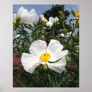 Póster Fotografia do sudoeste da papoila espinhosa