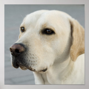 Poster Fotografia dourada de labrador retriever