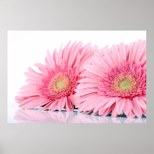 Poster Fotografia Elegante de Gerbera Daisies Rosa