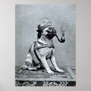 Poster Fotografia elegante do Pug do vintage