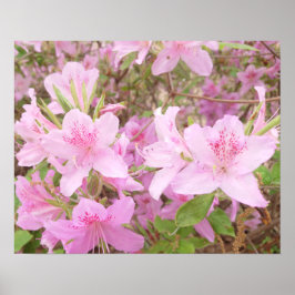 Poster Fotografia em Close-Up de Azaléia em Flor