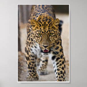 Poster Fotografia em Execução de Leopard
