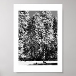Poster Fotografia em Preto e Branco de Yosemite de Veado 