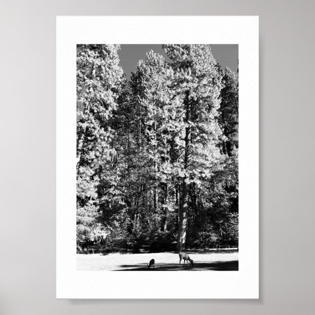 Poster Fotografia em Preto e Branco de Yosemite de Veado  (Frente)
