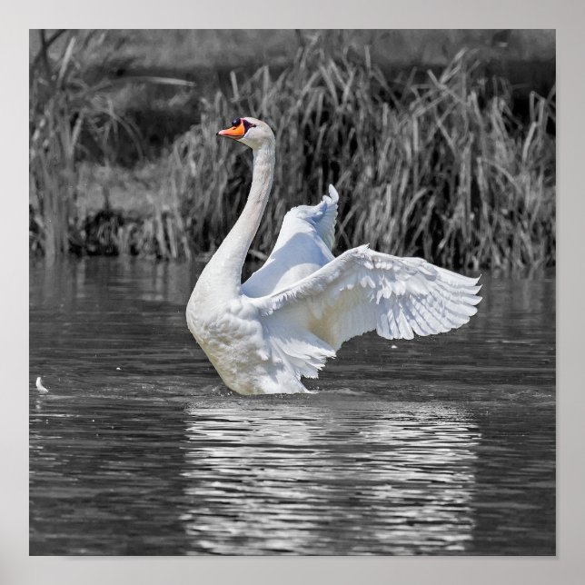 Poster Fotografia em preto-e-branco Swan (Frente)