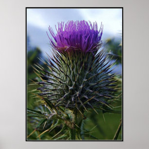 Póster Fotografia escocesa das belas artes do cardo