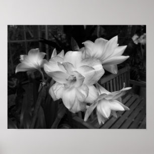 Póster Fotografia Floral A Preto E Branco