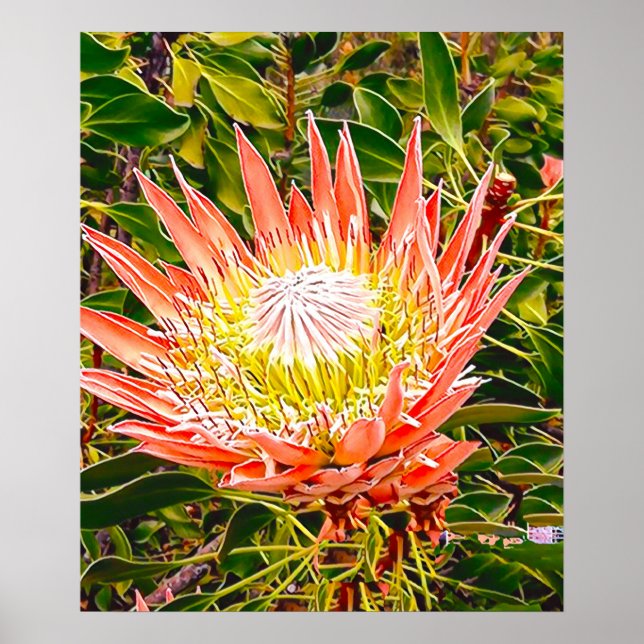 Poster Fotografia floral australiana Protea (Frente)