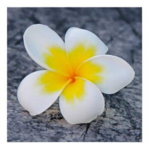 Póster Fotografia Floral de Frangipani Tropical