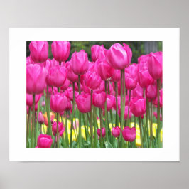 Póster Fotografia Floral do Jardim das Tulipas Rosa