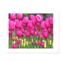 Fotografia Floral do Jardim das Tulipas Rosa