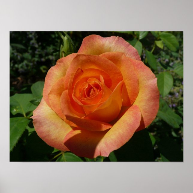 Póster Fotografia Floral Laranja Peach Rosa (Frente)