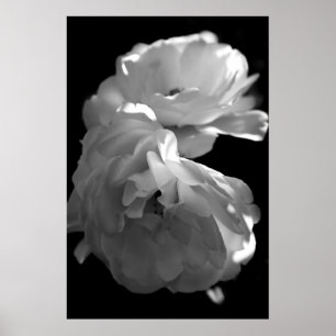 Póster Fotografia floral preto e branco dos rosas