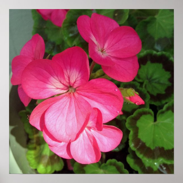 Poster Fotografia Floral Rosa (Frente)