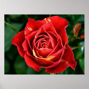 Poster Fotografia Floral Rosa Malhada Vermelha