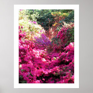 Póster Fotografia Floral sem Título Rhododendron