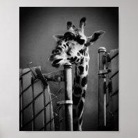 Fotografia Girafa - Estilo Vintage