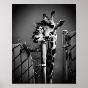 Poster Fotografia Girafa - Estilo Vintage