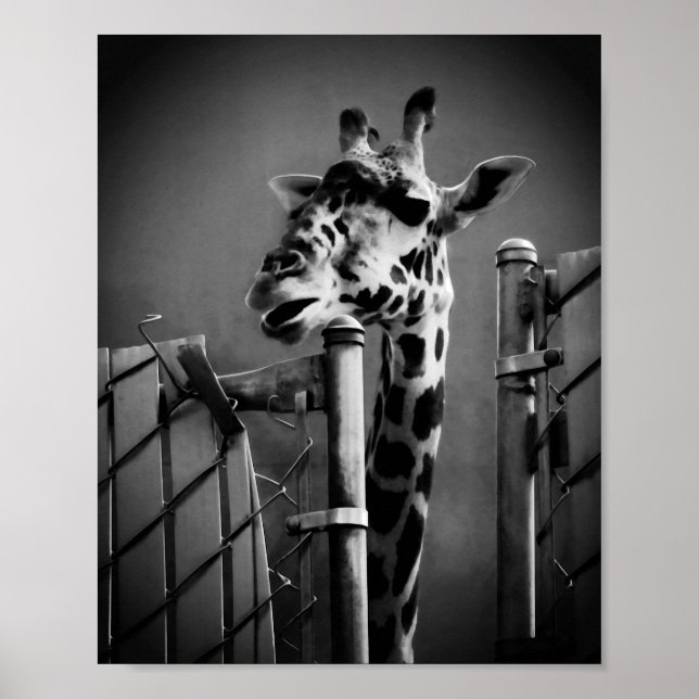 Poster Fotografia Girafa - Estilo Vintage (Frente)