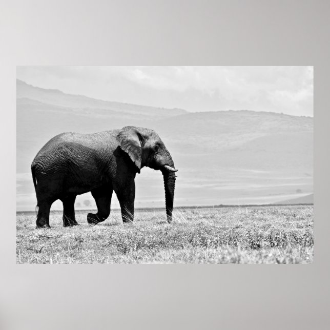 POSTER FOTOGRAFIA GRAYSCALE DE ELEPHANT (Frente)