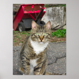 Póster Fotografia "Harry"