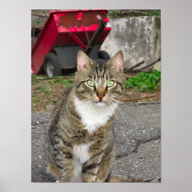 Póster Fotografia "Harry" (Frente)