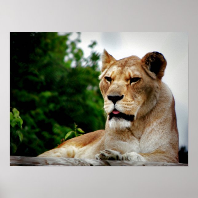 Poster Fotografia Lioness (Frente)