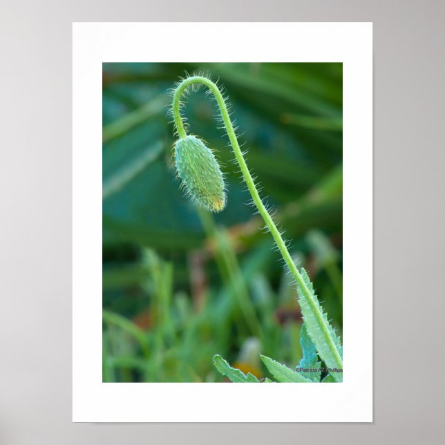 Póster Fotografia Macro de Botão de Papoula Verde Espinho (Frente)