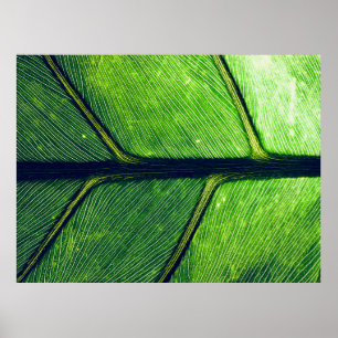 Poster Fotografia macro de folha verde
