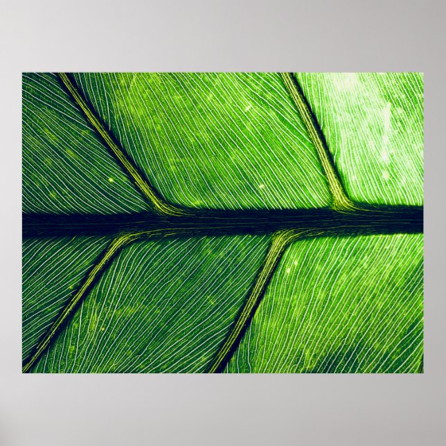Poster Fotografia macro de folha verde (Frente)