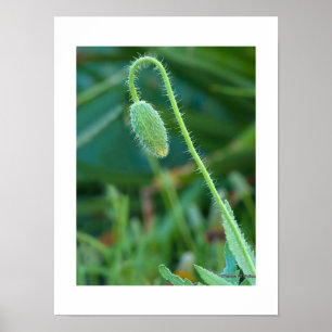 Póster Fotografia macro em andamento do botão verde