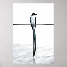 Fotografia Minimalista de Pássaro no Fio