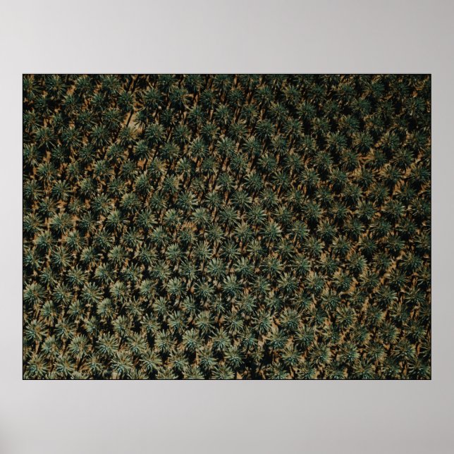 Poster Fotografia ocular de aves das palmeiras (Frente)