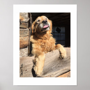 Poster Fotografia parva do golden retriever