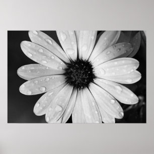Póster Fotografia preto e branco da margarida africana