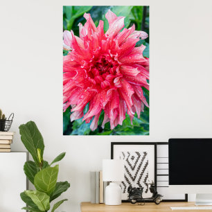 Poster Fotografia Rosa Dahlia, Beleza Canadiana