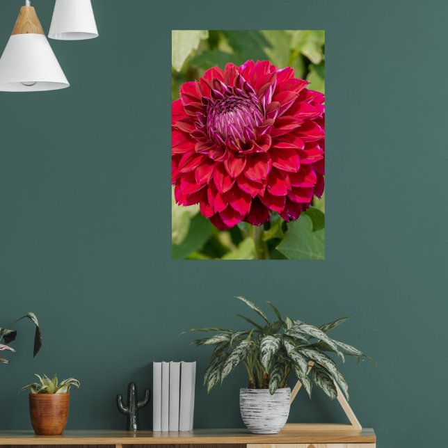 Poster Fotografia Rosa Dahlia, Flor Canadense (Sala de Estar 1)