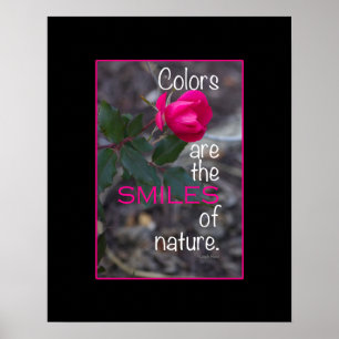 Póster Fotografia rosa-rosa solteiro
