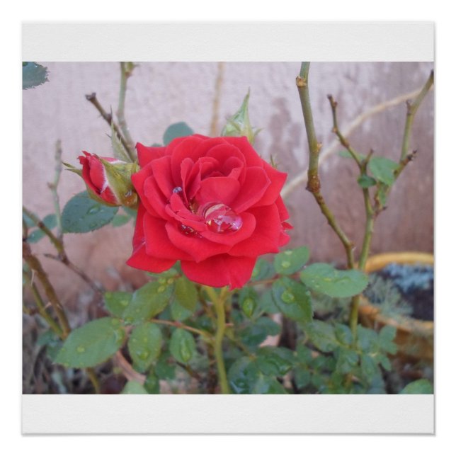 Póster fotografia rosas  (Frente)
