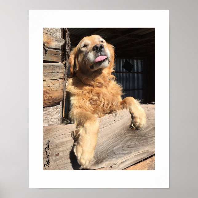 Poster Fotografia Tola do Retriever Dourado (Frente)