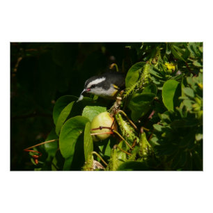Póster Fotografia tropical de alimentação de aves de Ba
