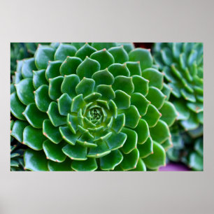 Poster Fotografia verde da natureza do Succulent