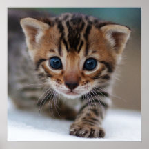 Poster FOTOGRÁFICO KITTEN