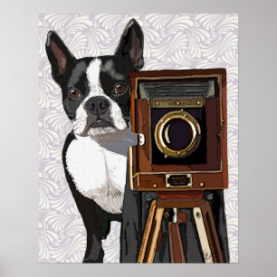 Póster Fotógrafo de Boston Terrier