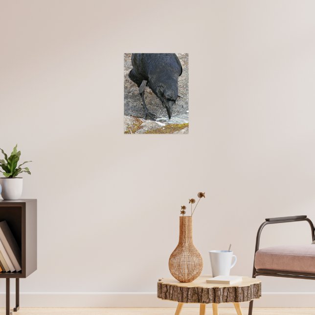 Poster Fotomural de Corvo Sedento Bebendo Água (Sala de Estar 3)